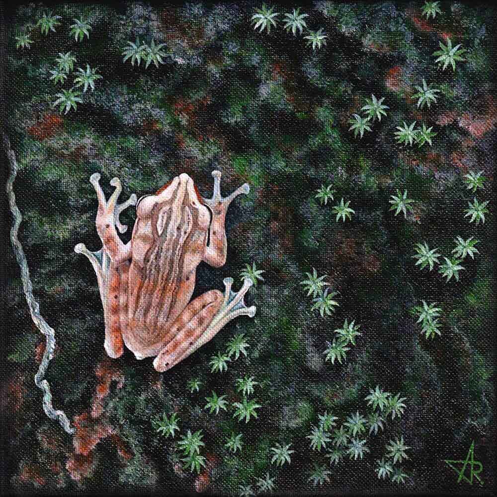 Tree frog (Polypedates leucomystax)2022. Canvas, acrylic. 20x20 cm