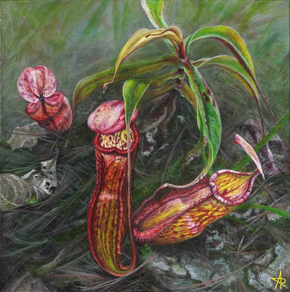 Pitcher plant (Nepenthes smilesii) 2022. Canvas, acrylic. 30x30 cm