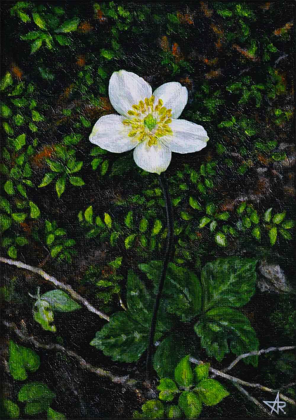 Anemone in the mountain forest (Anemone poilanei) 2022. Canvas on cardboard, acrylic. 18x13 cm