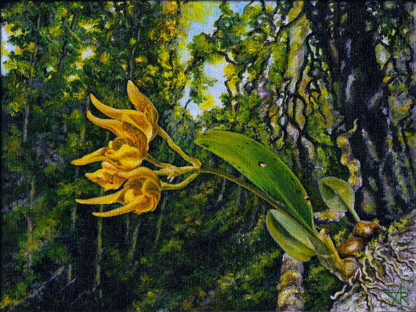 Orchid in the Mossy Forest (Bulbophyllum thydoii Vuong, Q.T.Truong, J.Ponert & J.J.Verm) 2023. Canvas on cardboard, acrylic. 18x24 cm