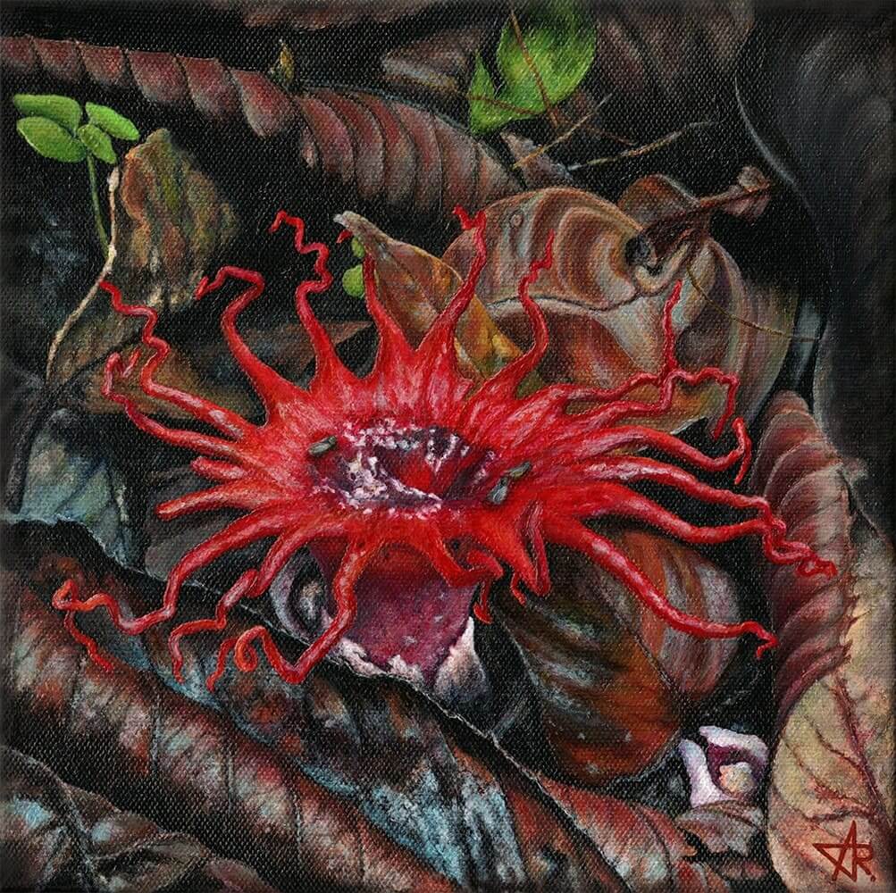 Sea anemone fungus (Aseroe rubra) 2023. Canvas, acrylic. 20x20 cm