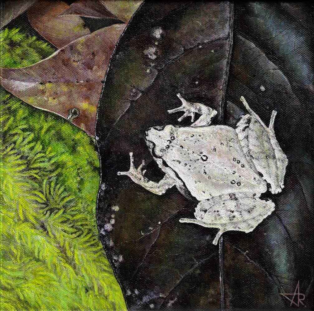 Frog Microhyla neglecta 2023. Canvas, acrylic. 20x20 cm