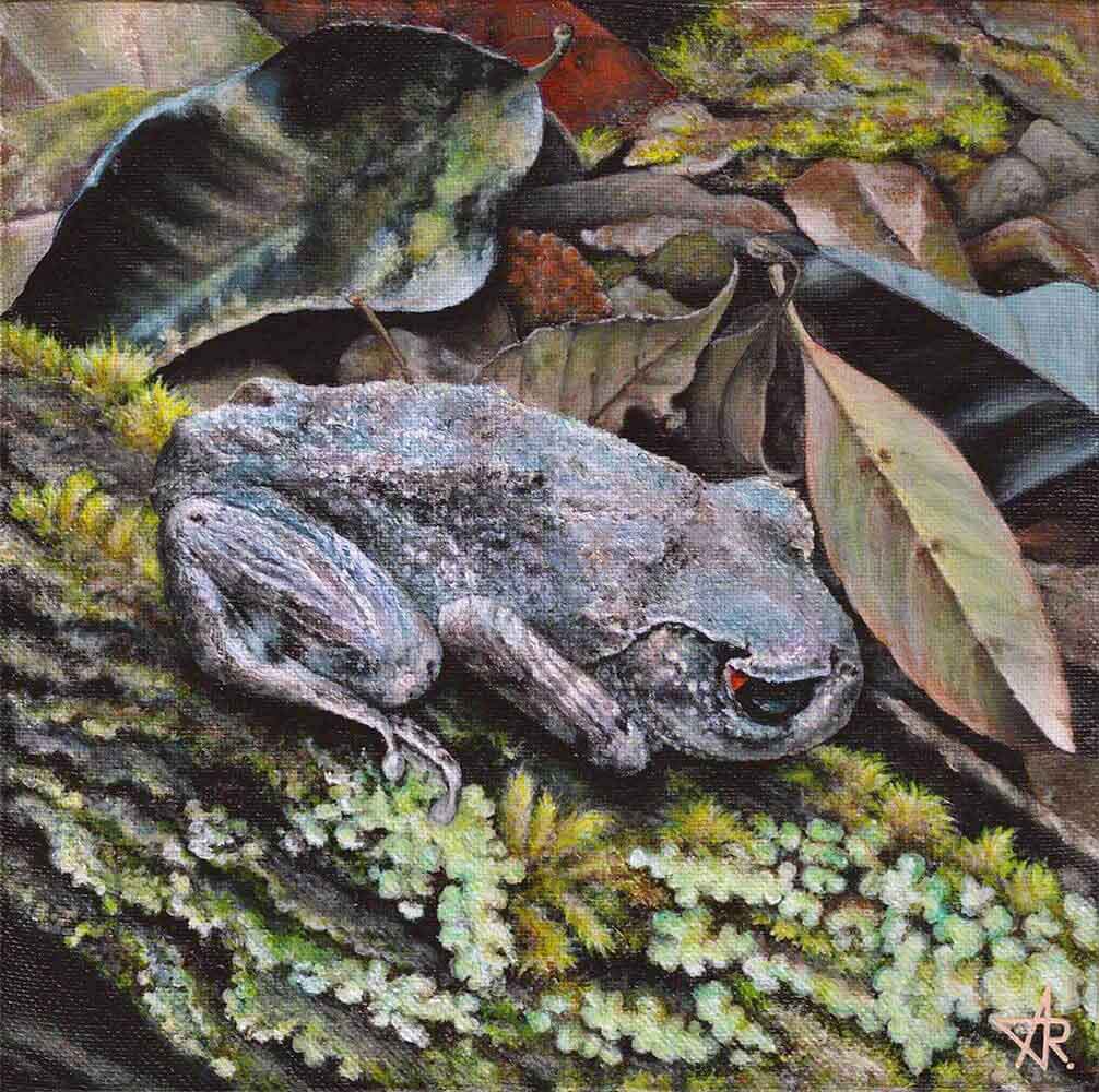 Shy frog (Leptobrachium pullum) 2023. Canvas, acrylic. 20x20 cm