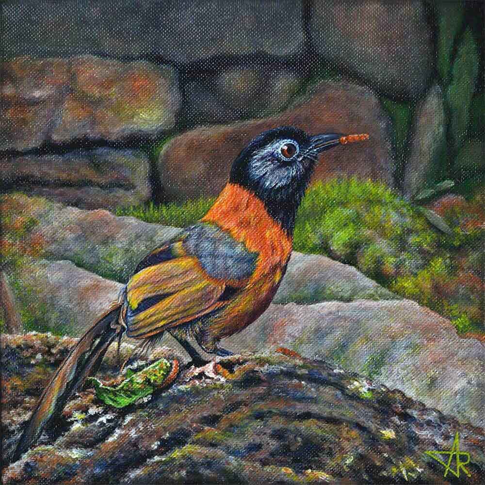 Collared laughingthrush (Trochalopteron yersini) 2024. Canvas, acrylic. 20x20 cm