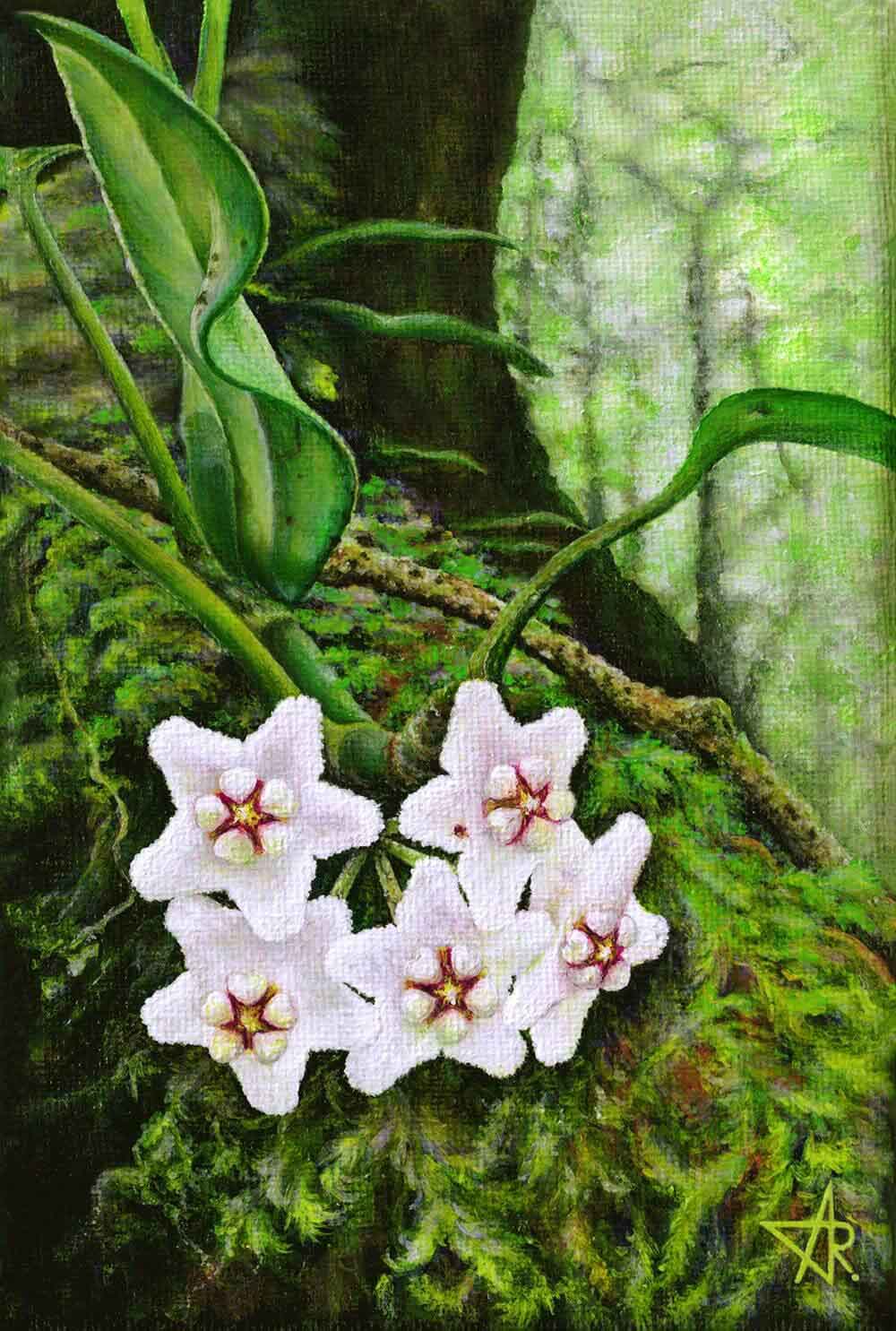 White waxflowers (Hoya mekongensis) 2024. Canvas, acrylic. 18x12 cm