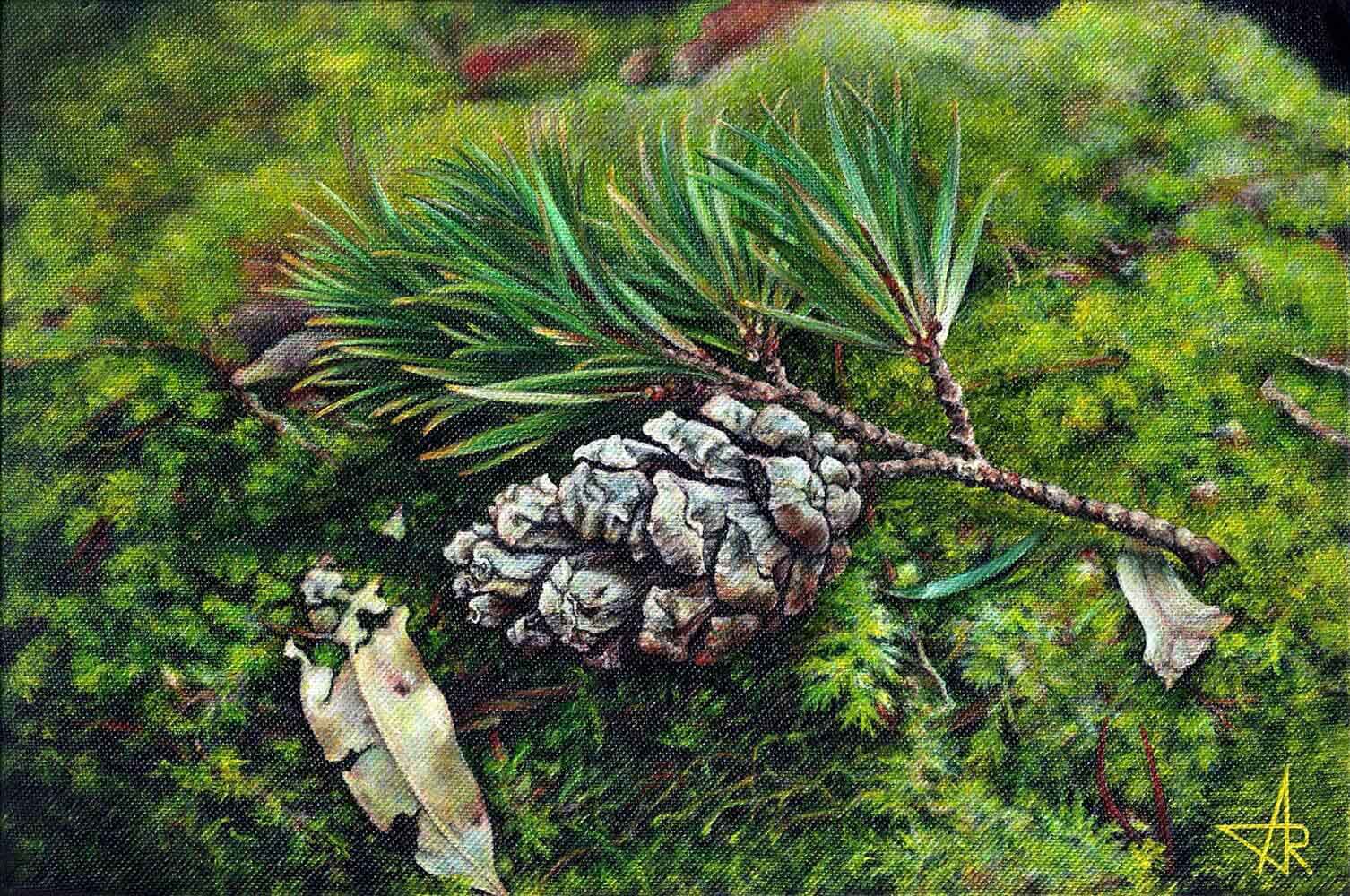 Fallen branch (Pinus krempfii) 2024. Canvas, acrylic. 20x30 cm