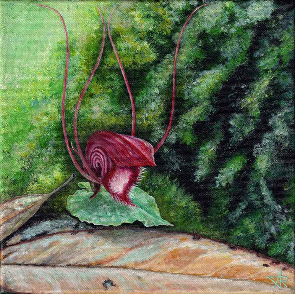 Orchid Corybas annamensis 2022. Canvas, acrylic. 20x20 cm