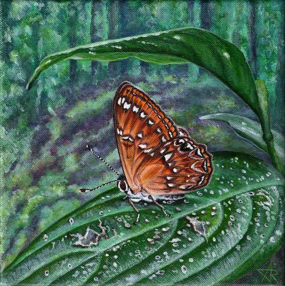 Butterfly White-spotted Judy (Abisara burnii) 2022. Canvas, acrylic. 20x20 cm