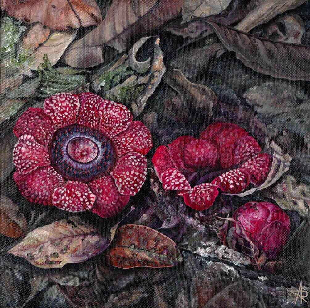 Saprias (Sapria himalayana f.albovinosa) 2022. Canvas, acrylic. 30x30 cm